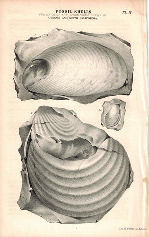 Fossil Shells Oregon and North California 1845 Antique Litho Print Weber Pl.IV