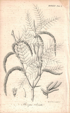 Prosopis Odorata Prosopis Glandulosa Torrey 1945 Antique Litho Print by E. Weber
