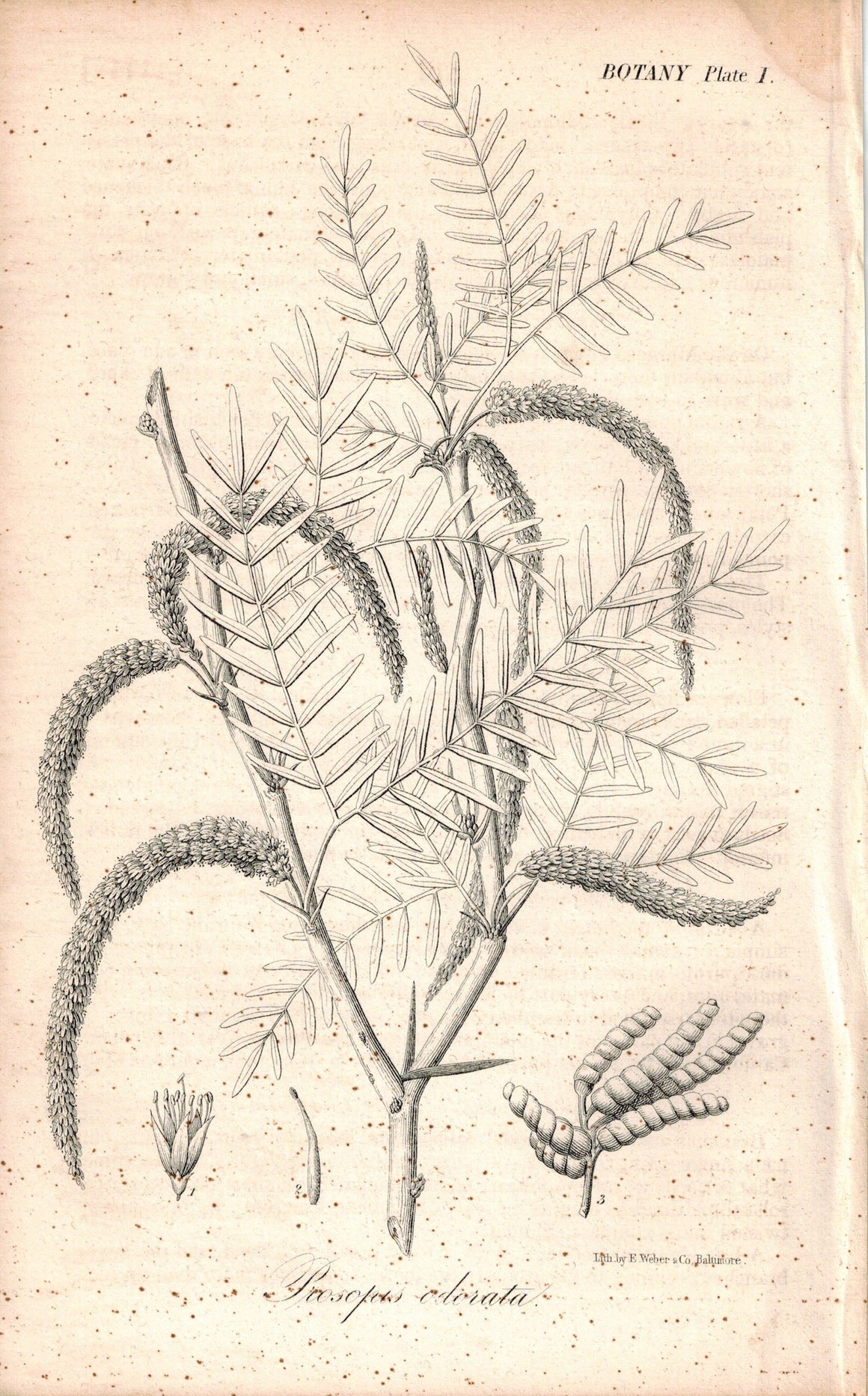 Prosopis Odorata Prosopis Glandulosa Torrey 1945 Antique Litho Print by E. Weber