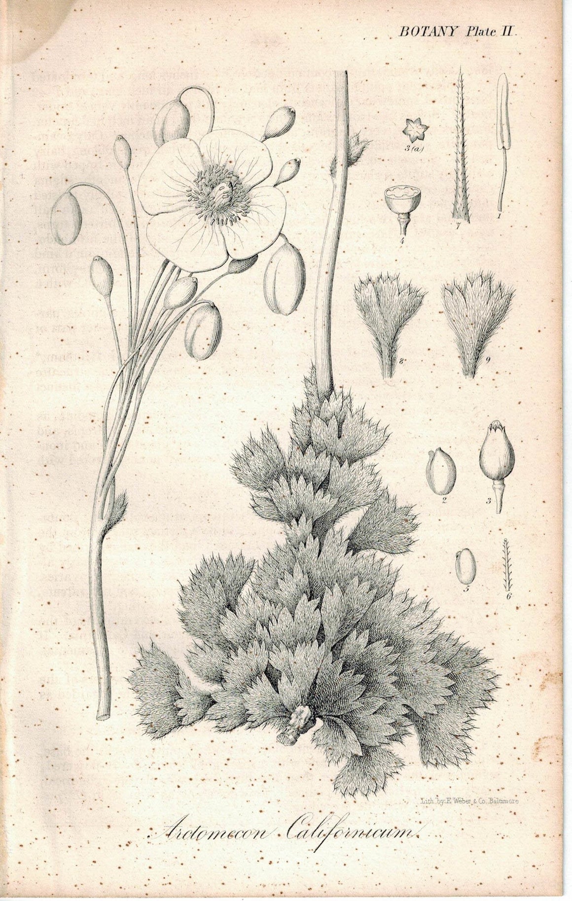Yellow-flowered Desert Poppy Arctomecon Californica Antique Litho Print E. Weber