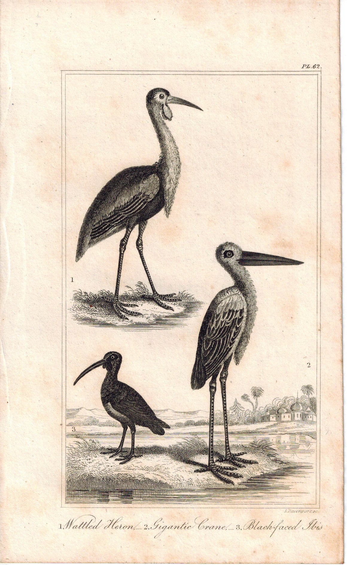 Wattled Heron, Gigantic Crane, Black-faced Ibis 1821 Antique Bird Engraved Print