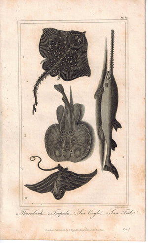Thornback Torpedo Sea Eagle Rays Saw Fish 1821 Antique Fish Engraved Print