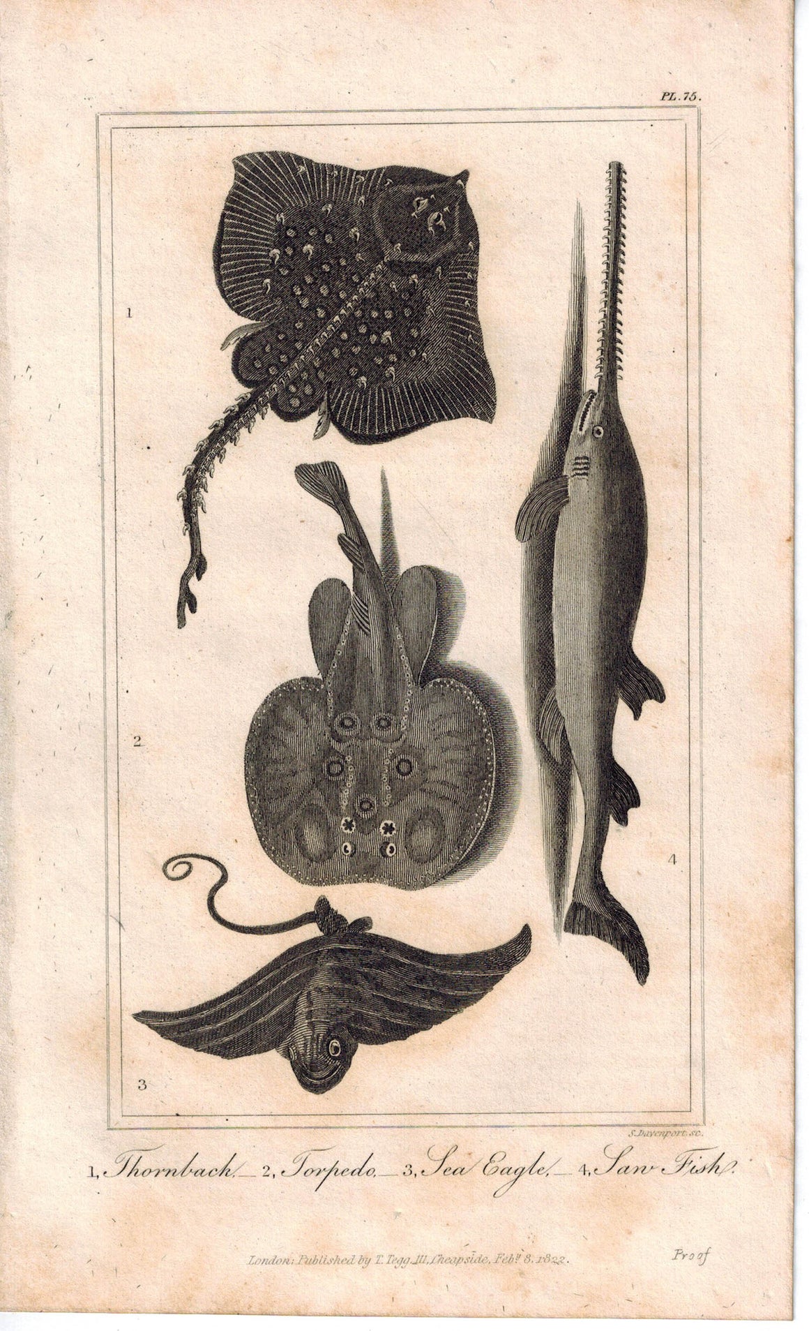 Thornback Torpedo Sea Eagle Rays Saw Fish 1821 Antique Fish Engraved Print