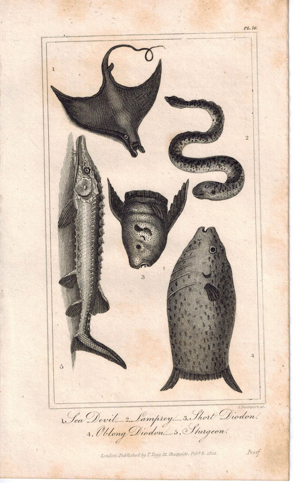 Sea Devil, Lamprey, Short Diodon, Sturgeon Fish 1821 Antique Engraved Print