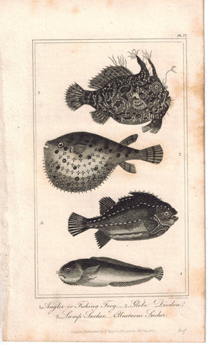 Angler or Fishing Frog, Globe Diodon, Lump Sucker, Unctuous Sucker 1821 Print