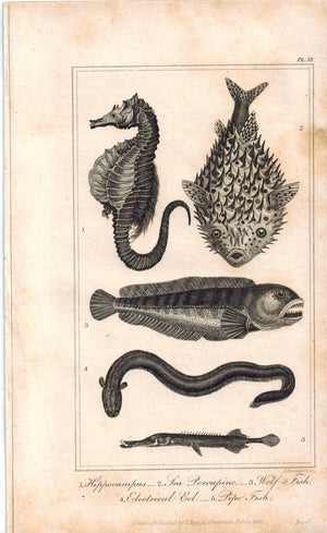 Hippocampus Sea-Horse, Porcupine, Wolf, Electric Eel, Pipe Fish 1821 Print