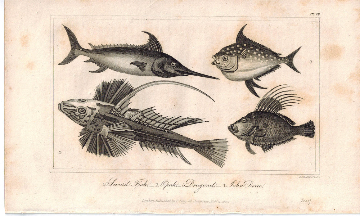 Sword Fish Opah Dragonet John Doree Fish 1821 Antique Engraved Print Davenport