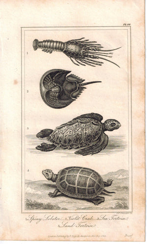 Lobster Violet Crab Tortoise & Turtle 1821 Antique Engraved Print Davenport