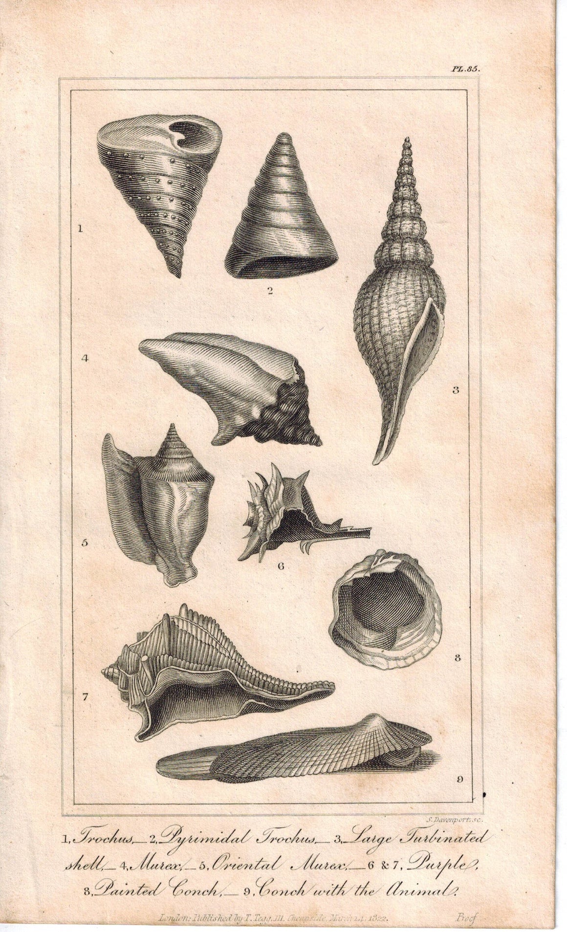 Sea Shell Trochus Pyramidal Oriental Murex Varieties Sea Life 1821 Print