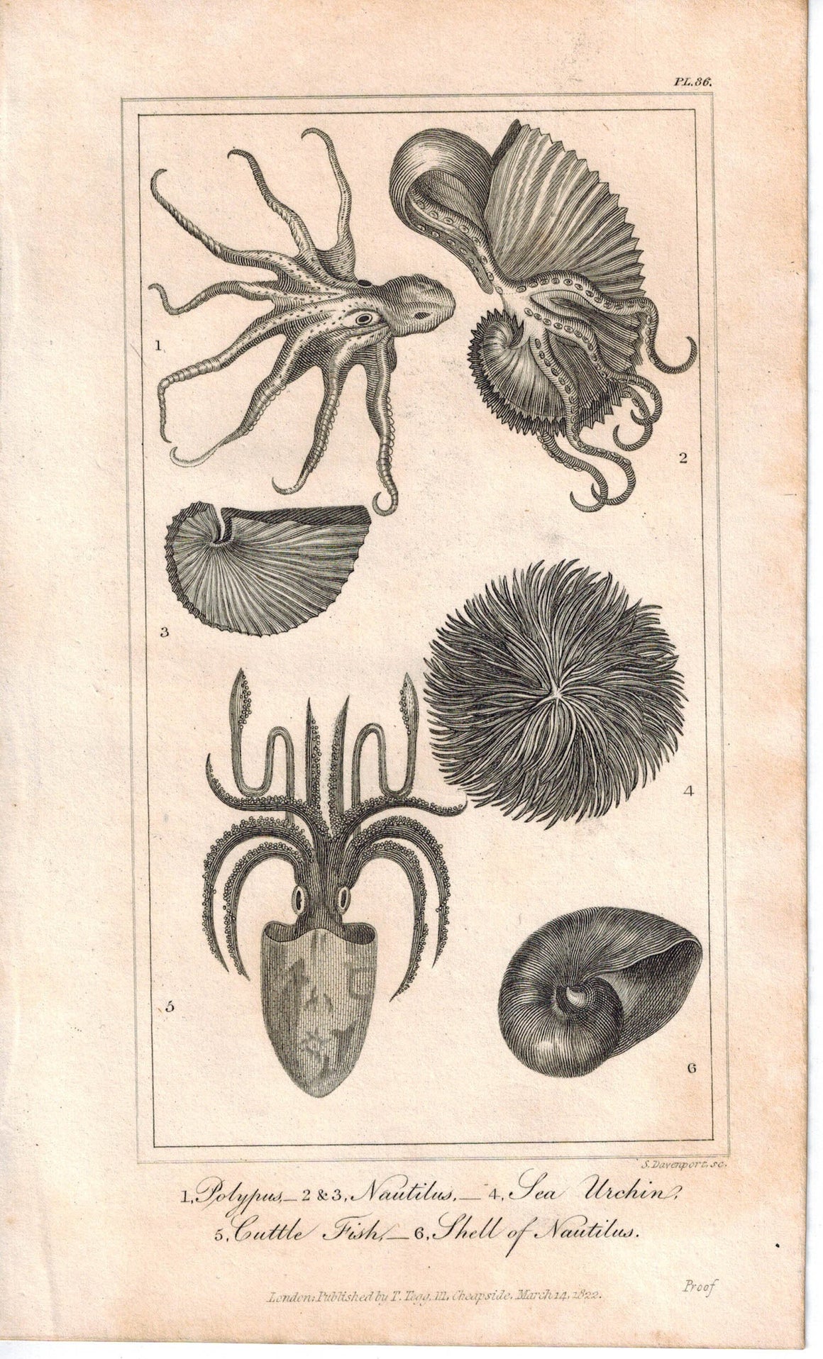 Polypus Sea Urchin Cuttlefish 1821 Antique Engraved Print Davenport