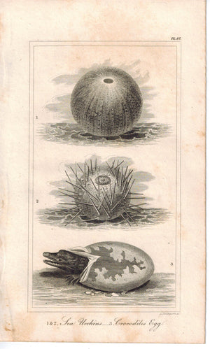 Sea Urchins Crocodiles Hatching Egg 1821 Antique Engraved Print Davenport