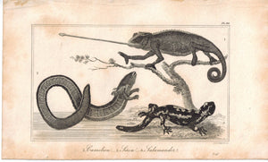 Camelion (Cameleon) Salamander 1821 Antique Engraved Print Davenport