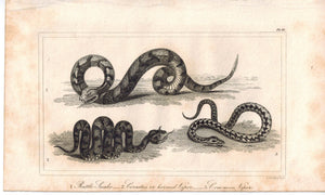 Rattle Snake Horned & Common Viper Reptile 1821 Antique Engraved Print