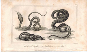 Cobra de Capella Amphisboena Snake Reptile 1821 Antique Engraved Print