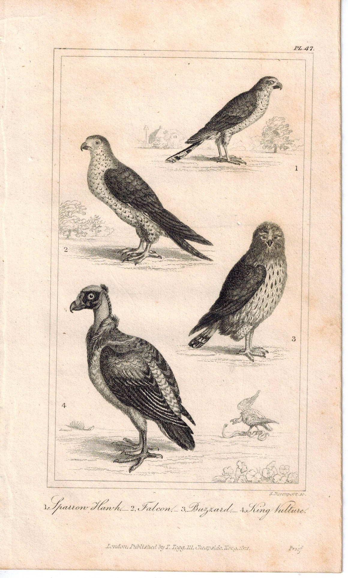 Sparrow Hawk Falcon Buzzard Vulture Birds 1821 Antique Engraved Print