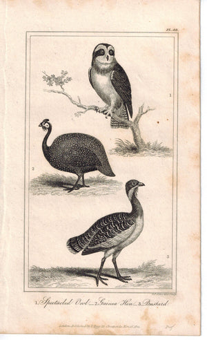 Spectacled Owl Bustard Guinea Hen Birds 1821 Antique Engraved Print