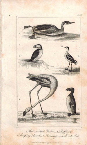 Red Necked Grebe Puffin Flamingo Auk 1821 Antique Bird Engraved Print Davenport