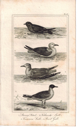 Stormy Pekel, Kittiwake, Common & Pennit Gull 1821 Antique Bird Engraved Print