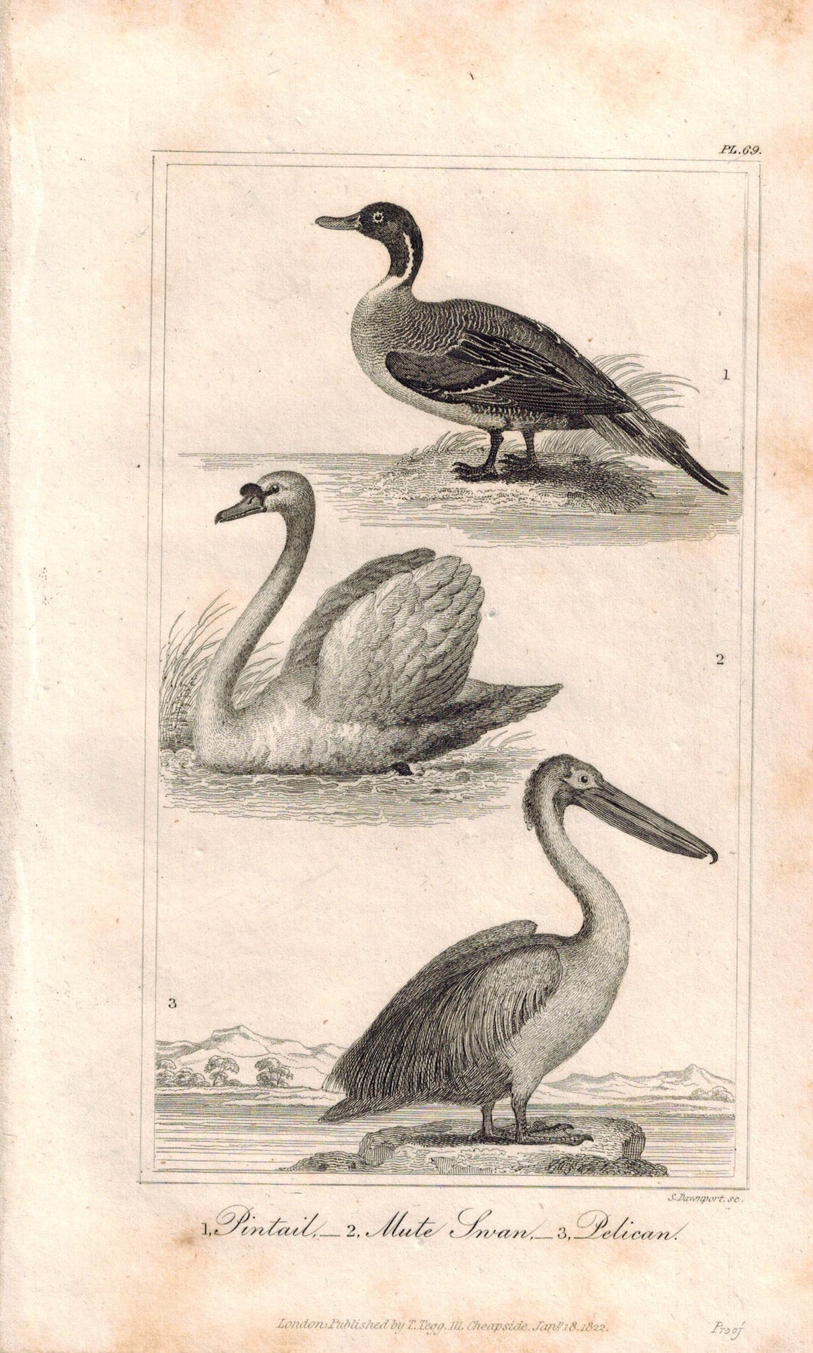 Pintail Duck Mute Swan Pelican 1821 Antique Bird Engraved Print Davenport