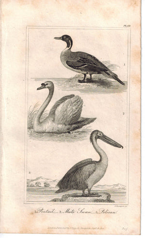 Pintail Duck Mute Swan Pelican 1821 Antique Bird Engraved Print Davenport