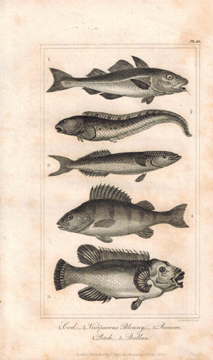 Cod Viviparous Blenny Remora Perch Ballan 1821 Antique Fish Engraved Print