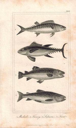 Fish Mackrel Tunny Salmon & Trout 1821 Antique Fish Engraved Print Davenport