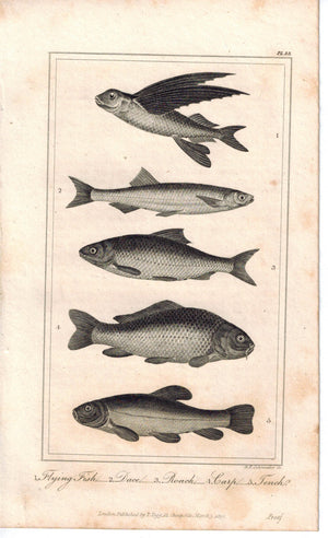 Flying Fish Dace Roach Carp Tench 1821 Antique Engraved Print Davenport
