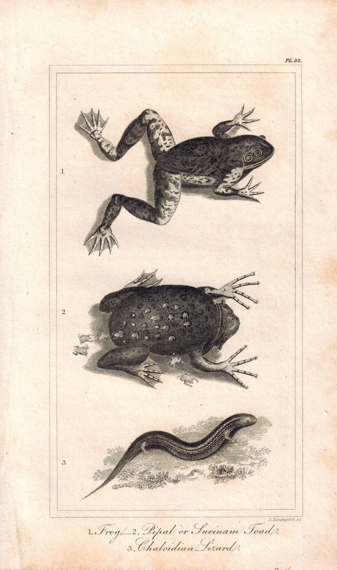 Frog Pipal Toad Chalcidian Lizard 1821 Antique Engraved Print Davenport