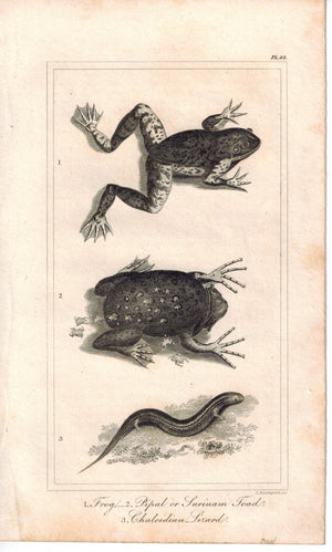 Frog Pipal Toad Chalcidian Lizard 1821 Antique Engraved Print Davenport