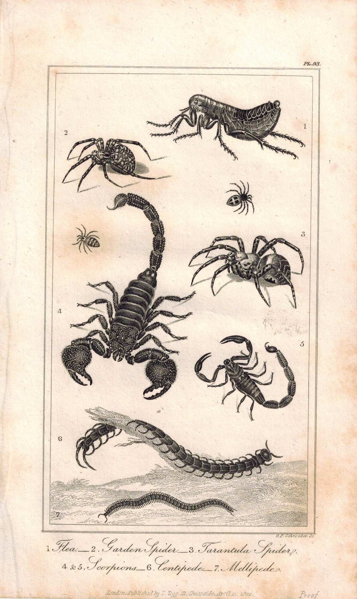 Flea Garden Spider Tarantual Scorpions Millipede 1821 Antique Engraved Print