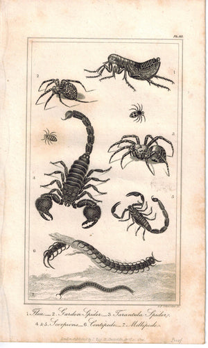 Flea Garden Spider Tarantual Scorpions Millipede 1821 Antique Engraved Print