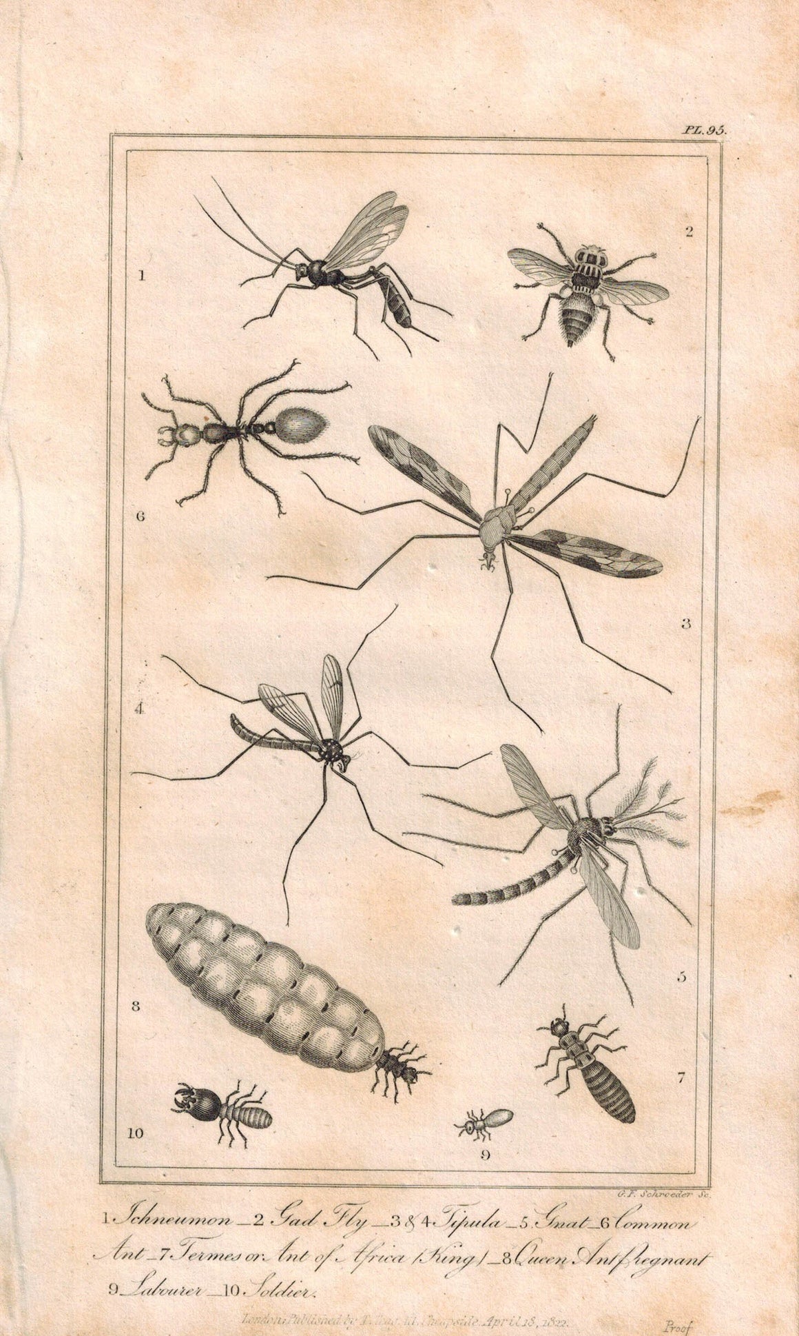 Ichneumon, Gadfly, Tipula, Ant 1821 Antique Engraved Print Davenport