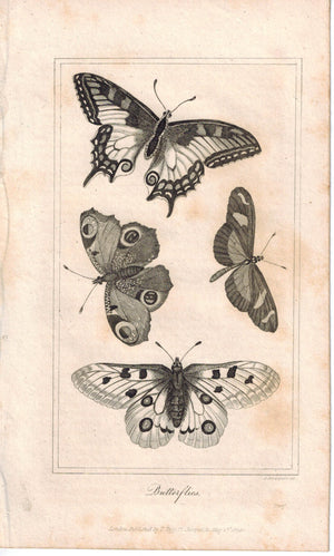 Butterflies 1821 Antique Engraved Print