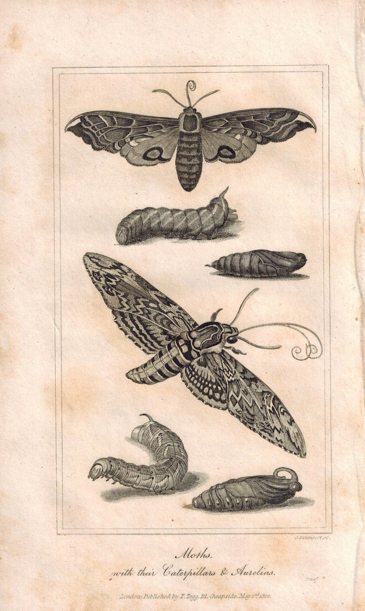 Moths 1821 Antique Engraved Print