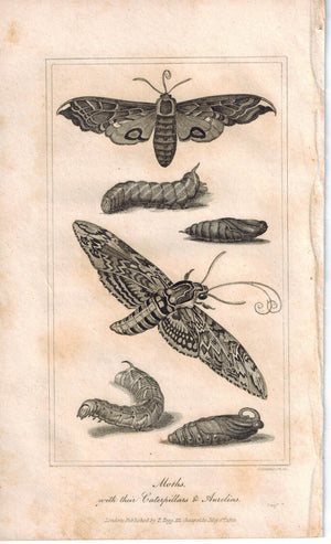 Moths 1821 Antique Engraved Print
