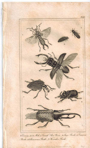 Beetles 1821 Antique Engraved Print