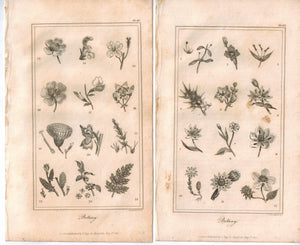 Botany 1821 Antique Engraved Print