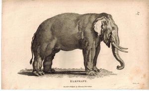 Elephant Animal Antique Print 1809 George Shaw Original Engraving