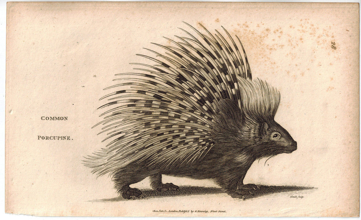 Common Porcupine Animal Antique Print 1809 Original Engraving