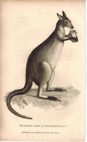 Blueish-grey or Silver Kanguroo (Kangaroo) Antique Print 1809 Original Engraving