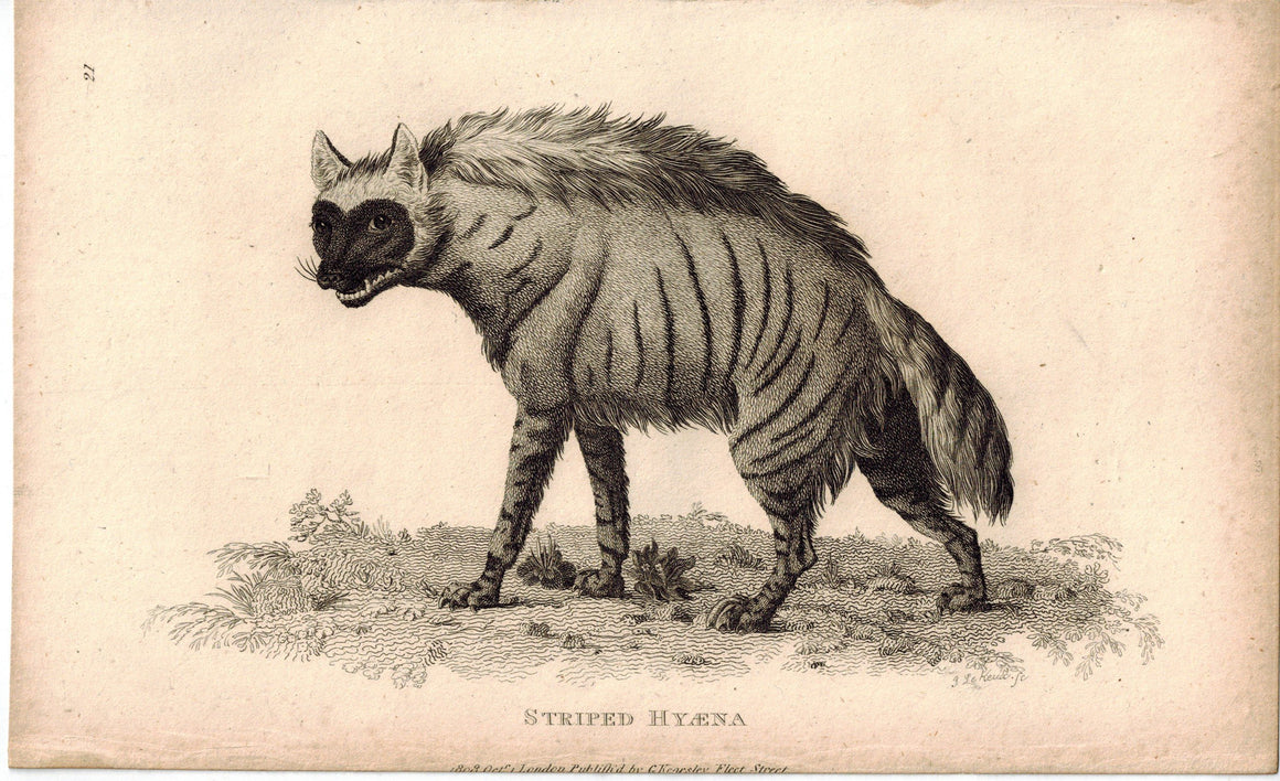 Striped Hyaena (Hyena) Antique Print 1809 George Shaw Original Engraving