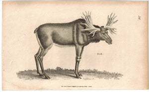 Elk Moose Antique Print 1809 George Shaw Original Engraving