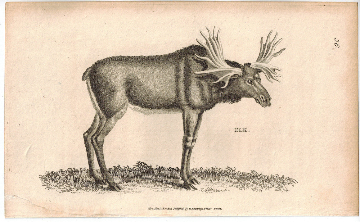 Elk Moose Antique Print 1809 George Shaw Original Engraving