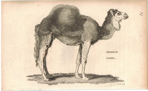 Arabian Camel Antique Print 1809 George Shaw Original Engraving