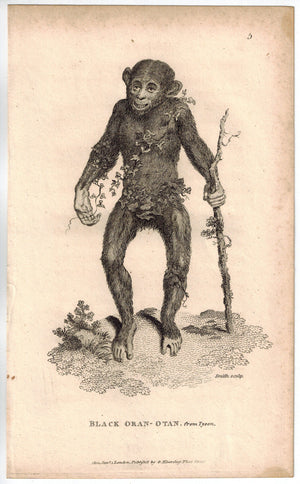 Black Orang-Utang (Orangutan) from Tyson Antique Print 1809 Original Engraving