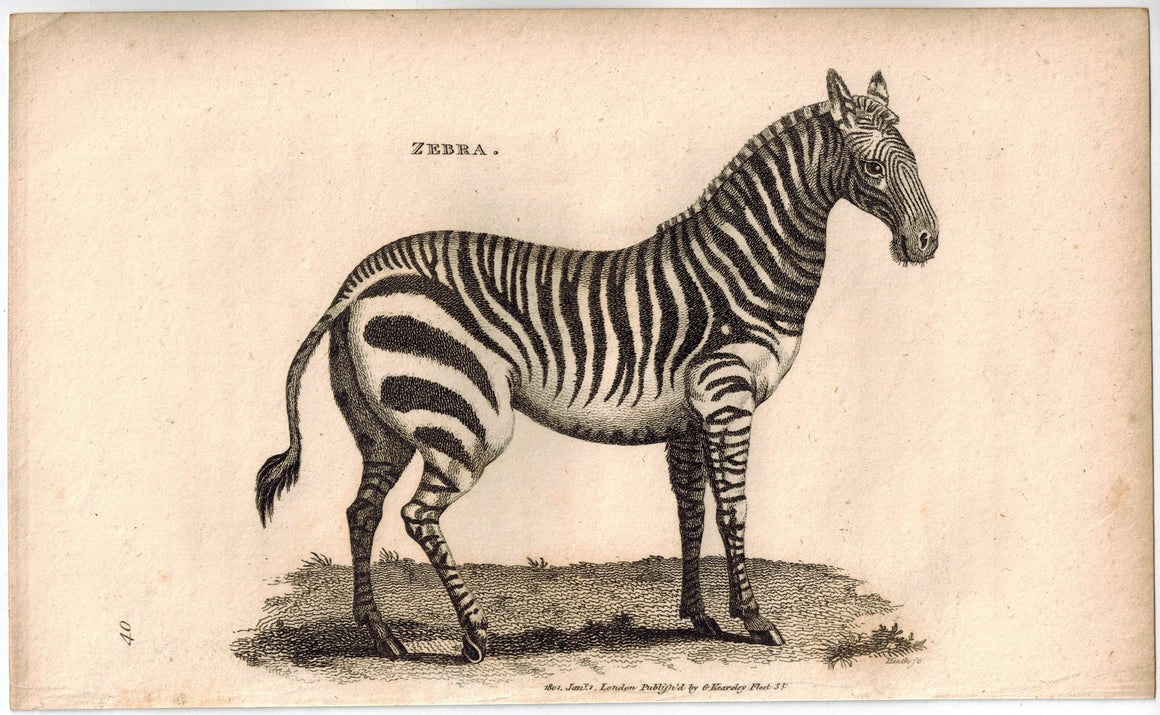 Zebra Antique Print 1809 George Shaw Original Engraving