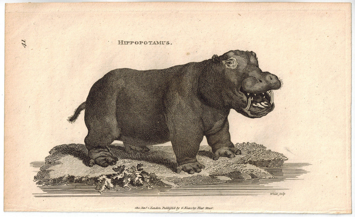 Hippopotamus Antique Print 1809 George Shaw Original Engraving