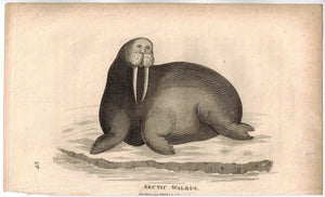 Arctic Walrus Antique Print 1809 George Shaw Original Engraving