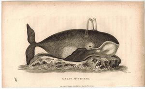 Baleen Whale (Great Mysticete) Antique Print 1809 Original Engraving