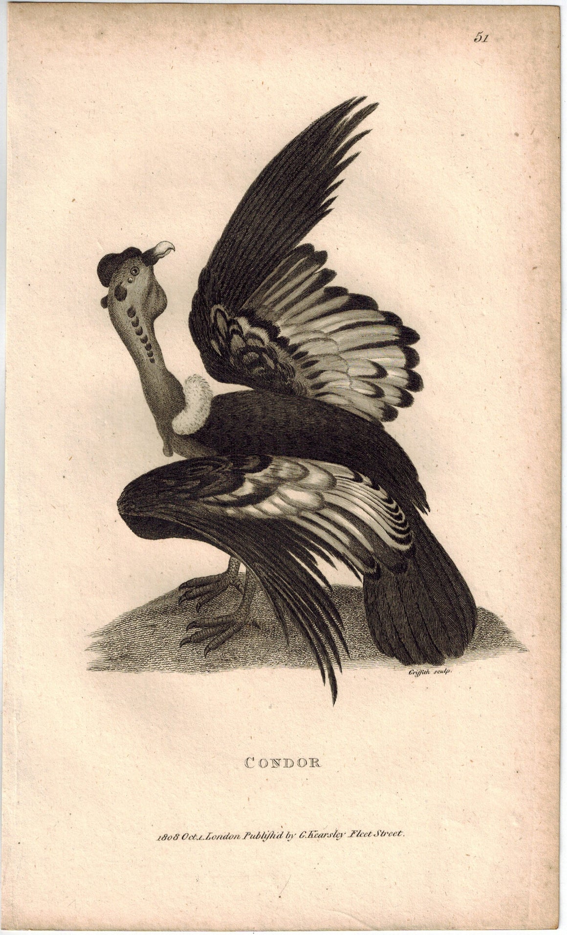 Condor Antique Print 1809 George Shaw Original Engraving